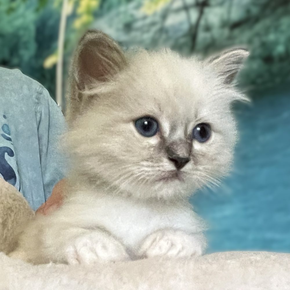 Saba Zeno elérhető kék cirmos Sacred Birman kandúr éberen figyeli a környezetét.