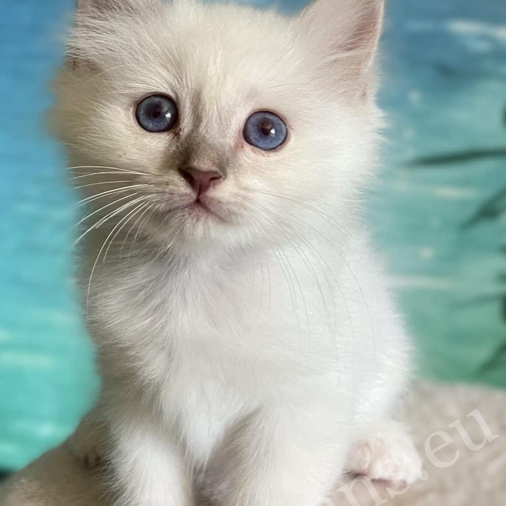 Elérhető Lilac Tabby Szent Birman kandúr kölyök, Saba Bentley közeli portré