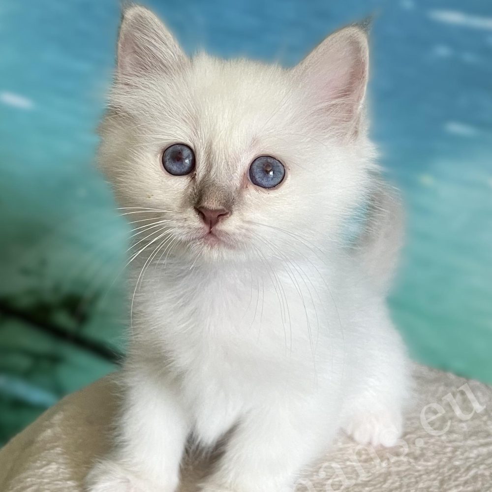 Elérhető Lilac Tabby Szent Birman kandúr kölyök, Saba Bentley kíváncsian áll