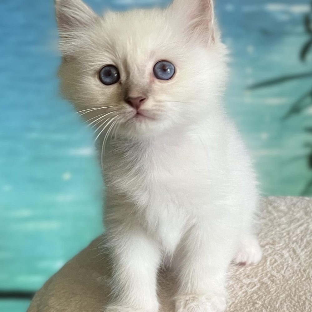 Elérhető Lilac Tabby Szent Birman kandúr kölyök, Saba Bentley ülve
