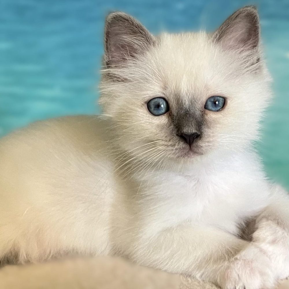 Elérhető kék point Szent Birman kölyök pihenés közben – Saba Birman