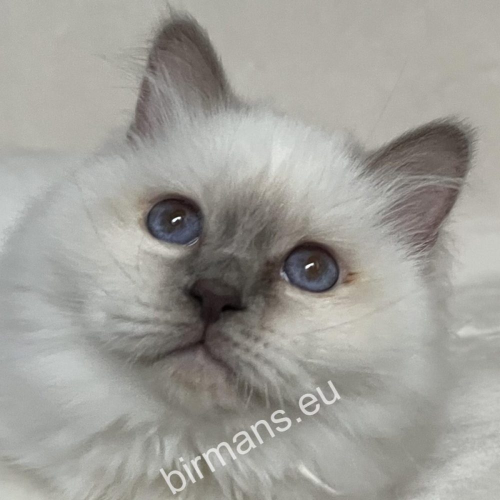 Saba Birman kiscica közeli portré természetes fényben – WCF Birman tenyészet Magyarország