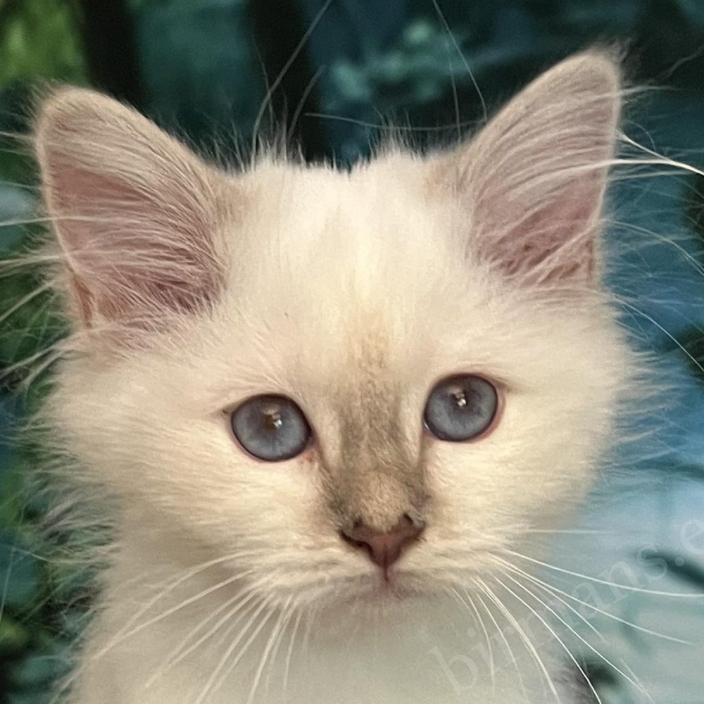 Saba Bianca elérhető lilac cirmos Birman kölyök különleges kék szemekkel