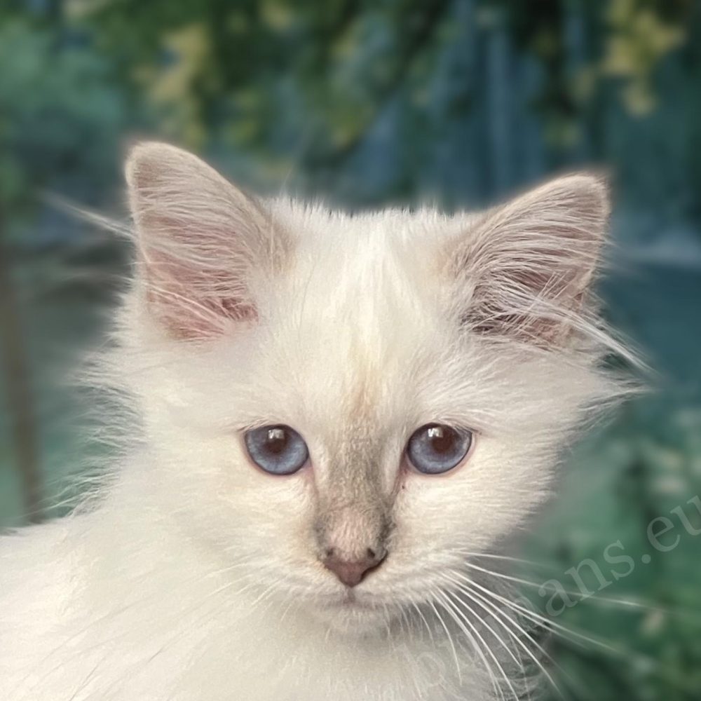 Lilac cirmos nőstény Birman kiscica, Saba Bianca közeli kék szem portré