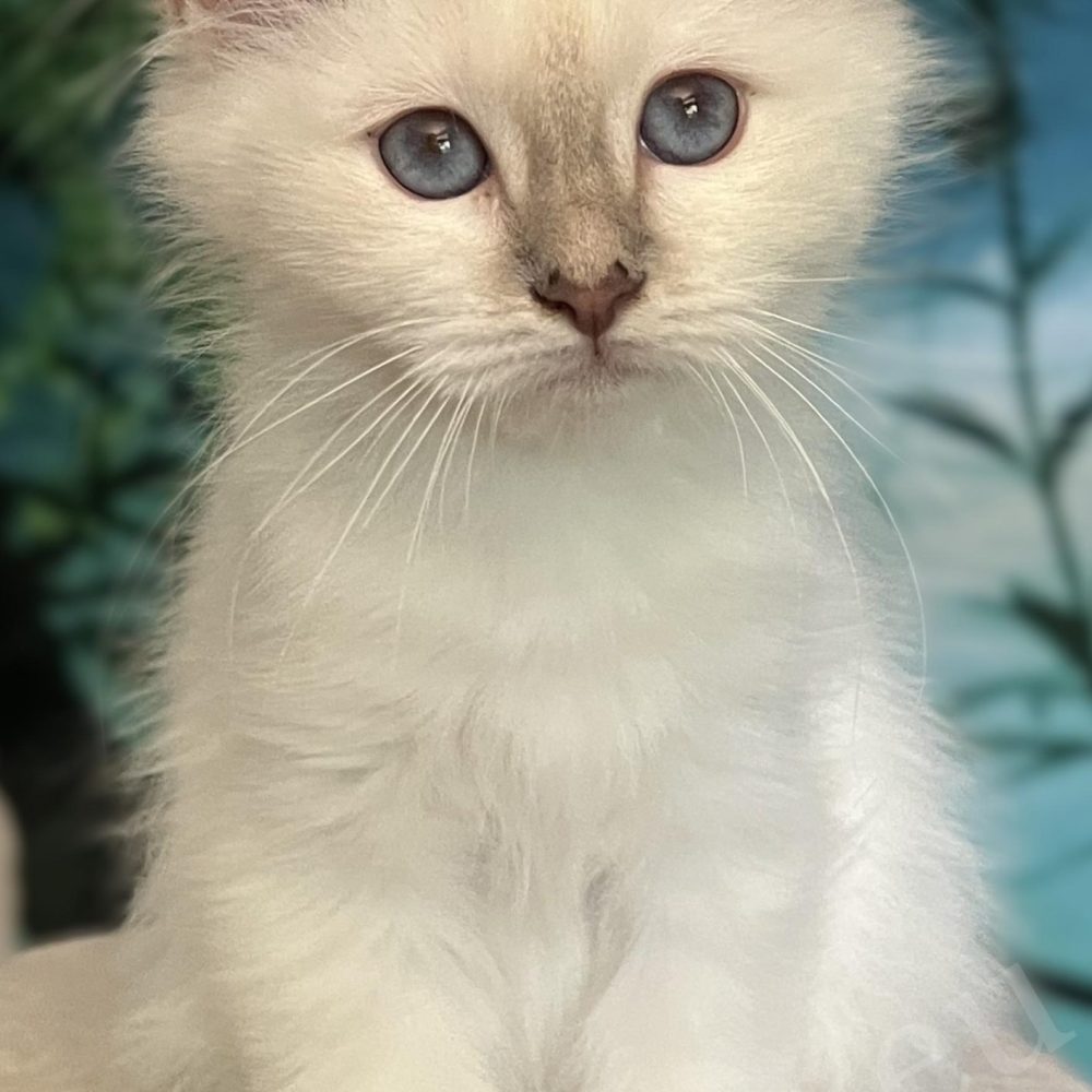 Saba Bianca elérhető lilac cirmos nőstény Birman kölyök, szemből ülő portré